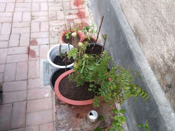 清香木下山桩移栽后怎么浇水 图片