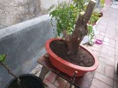 清香木下山桩移栽后怎么浇水 图片