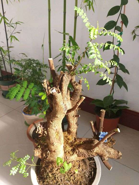 清香木下山桩叶子变小 怎么办 图片