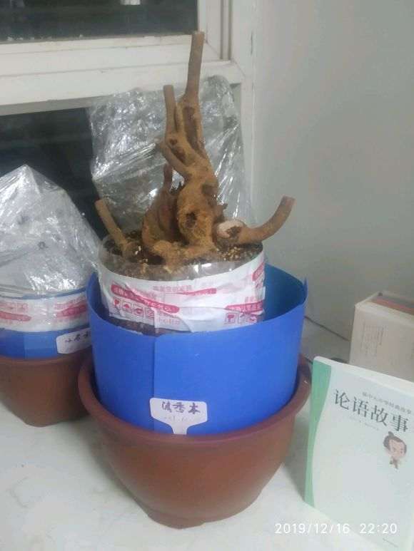 清香木下山桩叶子变小 怎么办 图片