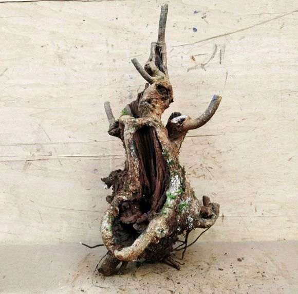 清香木下山桩叶子变小 怎么办 图片