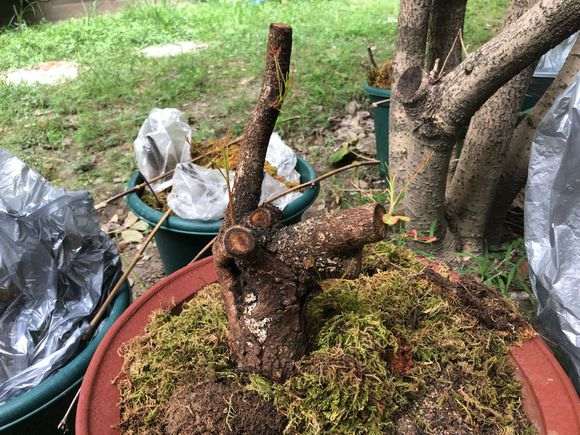 清香木下山桩的红芽来啦 怎么样 图片