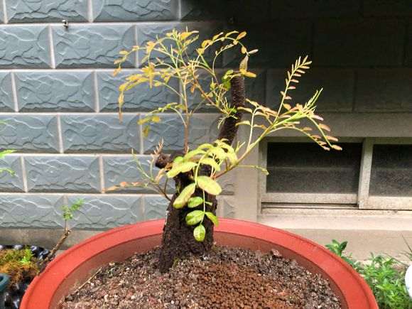 清香木下山桩的红芽来啦 怎么样 图片