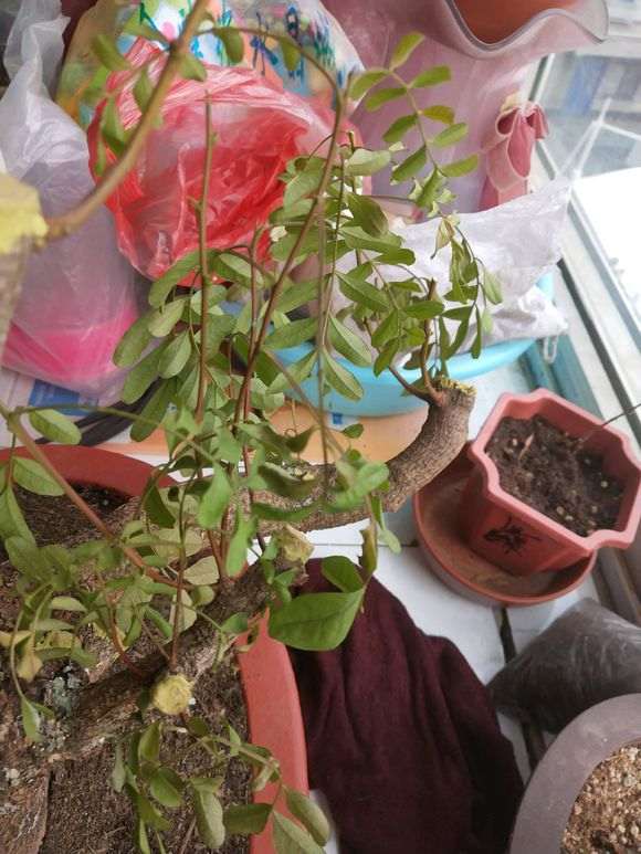 清香木下山桩叶子已经干枯了 怎么办 图片