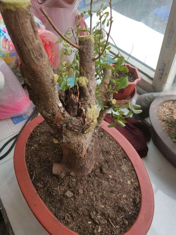 清香木下山桩叶子已经干枯了 怎么办 图片