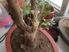 清香木下山桩叶子干枯了 套袋估计有救