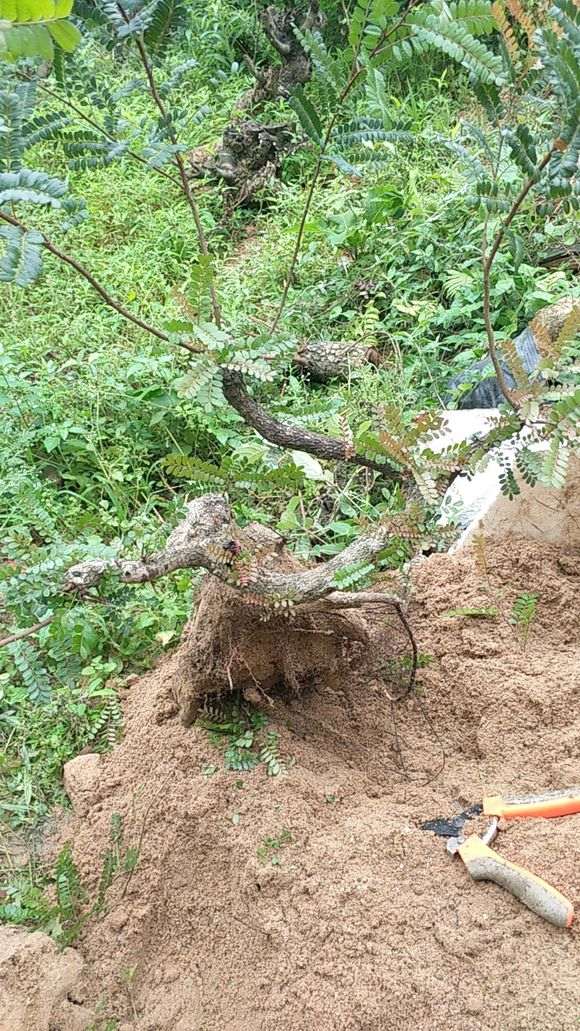 清香木下山桩1年了 换了控根器种 图片