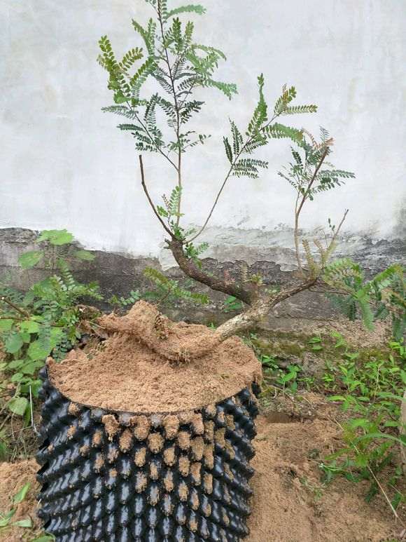 清香木下山桩1年了 换了控根器种 图片