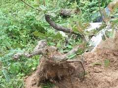 清香木下山桩1年了 换了控根器种 图片