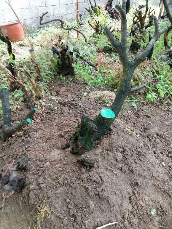 花了一天半时间挖起的清香木下山桩 图片