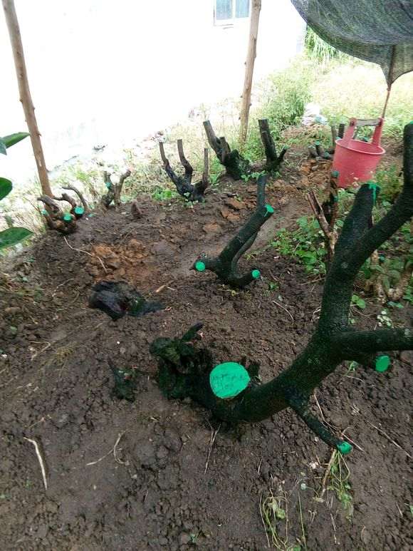 花了一天半时间挖起的清香木下山桩 图片