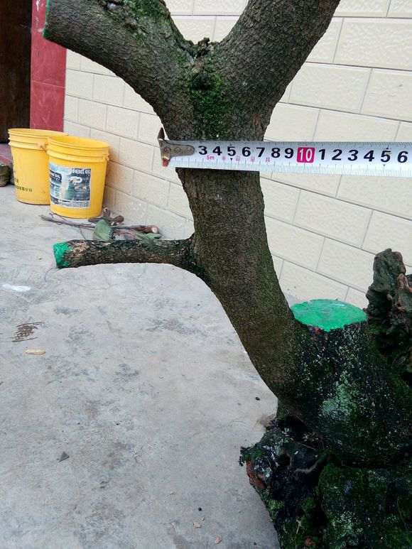 花了一天半时间挖起的清香木下山桩 图片