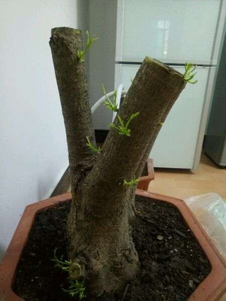 清香木下山桩发芽挺多的 就是难活 图片