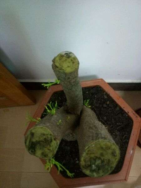 清香木下山桩发芽挺多的 就是难活 图片