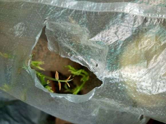 清香木下山桩发芽挺多的 就是难活 图片