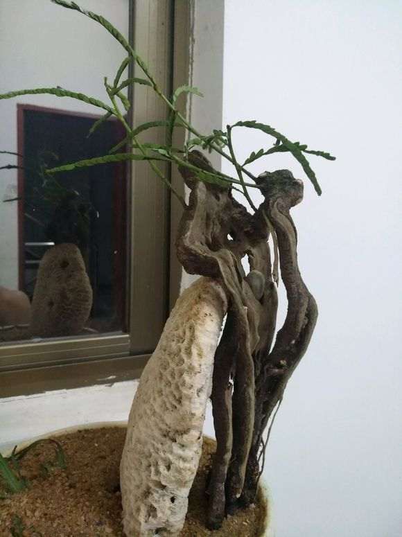 为什么清香木下山桩在石缝中 图片