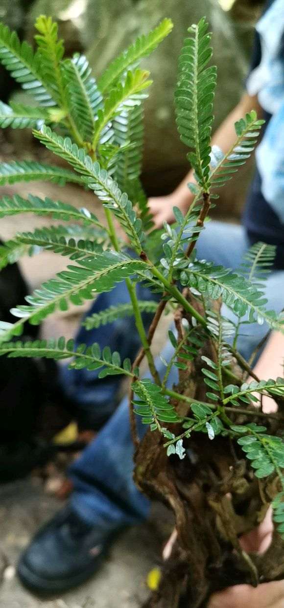 为什么清香木下山桩在石缝中 图片