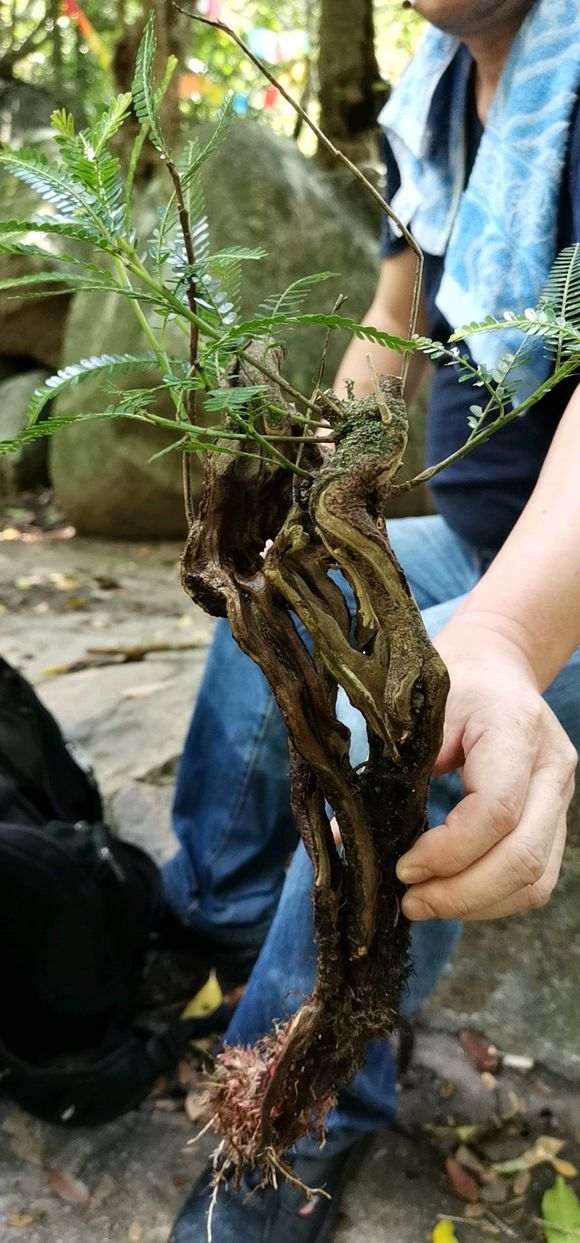 为什么清香木下山桩在石缝中 图片