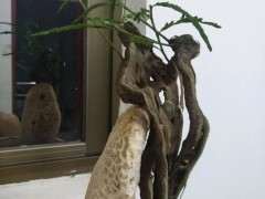 为什么清香木下山桩在石缝中 图片