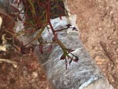 清香木下山桩红芽怎么会这样 图片