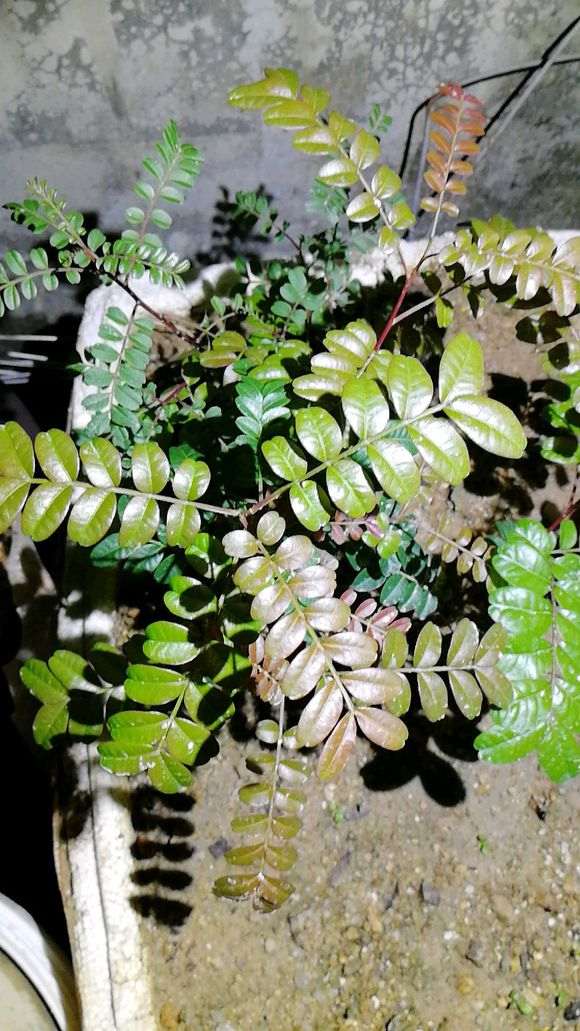 清香木下山桩种4个打月 己经第二次长芽