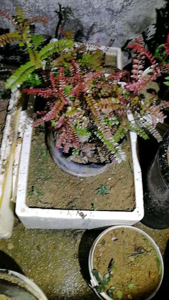 清香木下山桩种4个打月 己经第二次长芽