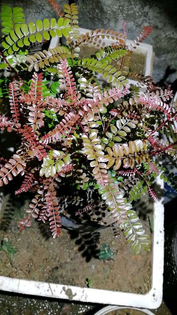 清香木下山桩种4个打月 己经第二次长芽