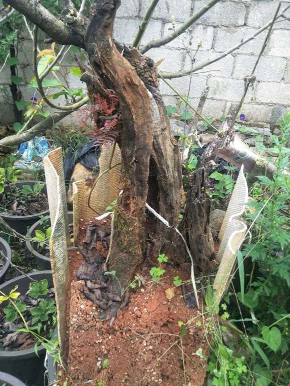 清香木下山桩的老皮 居然发芽了 图片