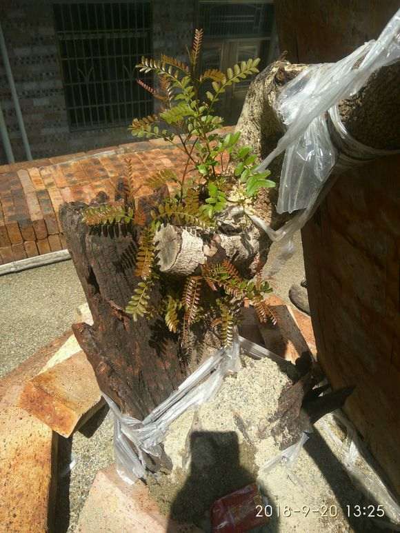 清香木下山桩的老皮 居然发芽了 图片