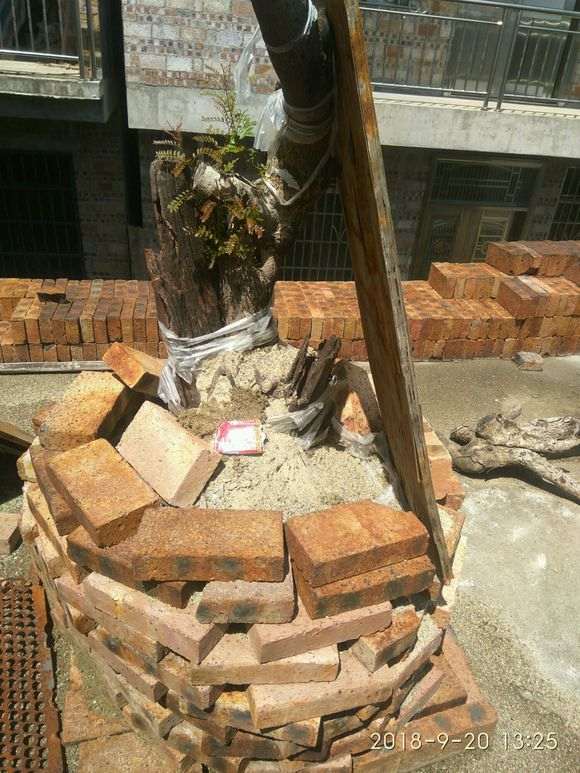 清香木下山桩的老皮 居然发芽了 图片