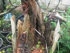 清香木下山桩的老皮 居然发芽了 图片