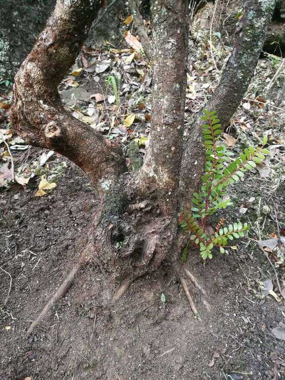 新挖 小叶红芽清香木下山桩 价格260 图片