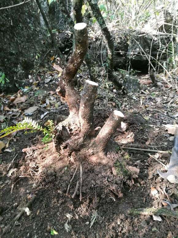 新挖 小叶红芽清香木下山桩 价格260 图片