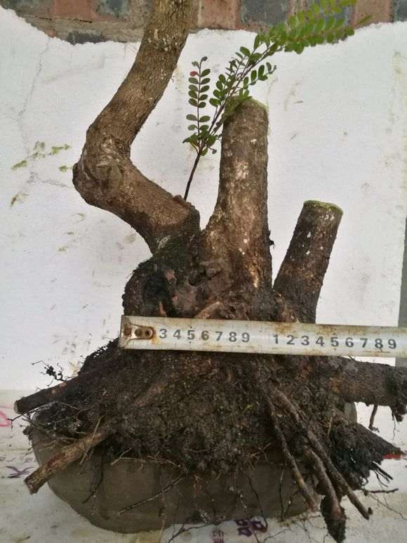 新挖 小叶红芽清香木下山桩 价格260 图片