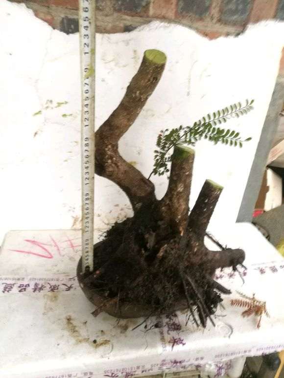 新挖 小叶红芽清香木下山桩 价格260 图片