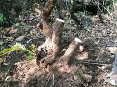 新挖 小叶红芽清香木下山桩 价格260 图片