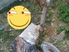 这棵够清香木下山桩老了 芽长很猛 图片