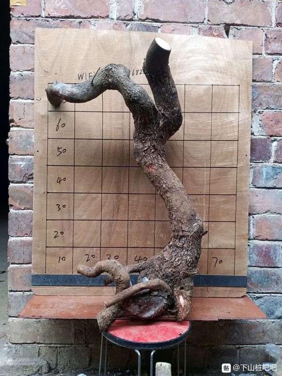 清香木下山桩根都没有 能活吗 图片