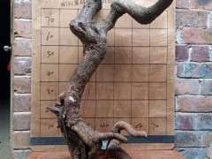 清香木下山桩根都没有 能活吗 图片