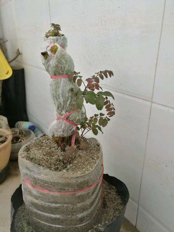 清香木下山桩出芽了 可以晒太阳吗 图片