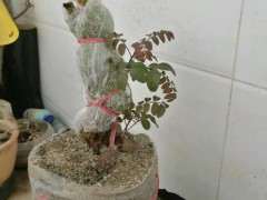 清香木下山桩出芽了 可以晒太阳吗 图片