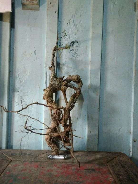 小石积下山桩上盆了 大家看怎么样 图片