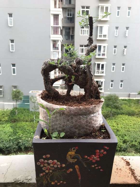 小石积下山桩上盆了 大家看怎么样 图片