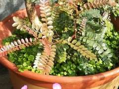 清香木下山桩现在还没来芽 怎么办