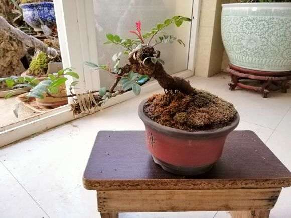 清香木下山桩买来10天还不发芽 图片