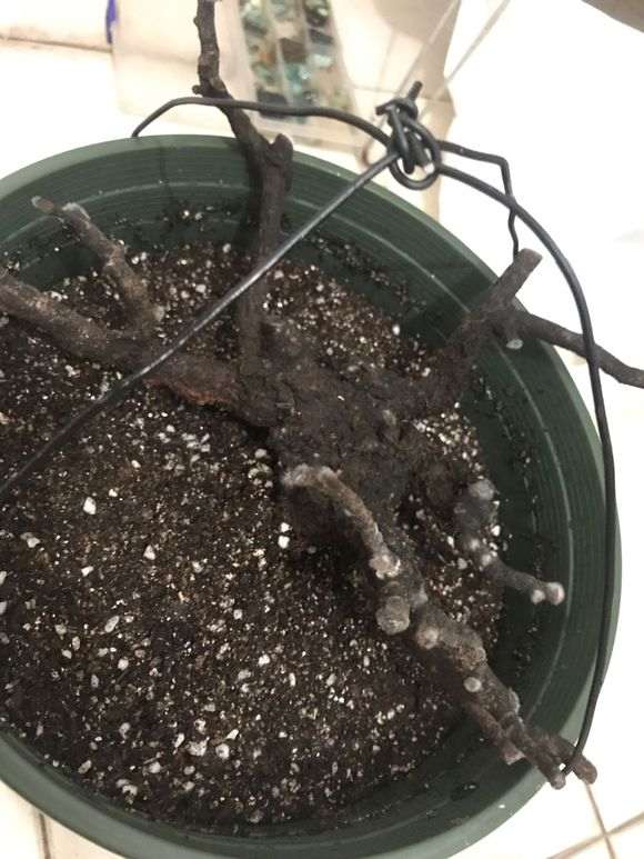 清香木下山桩买来10天还不发芽 图片