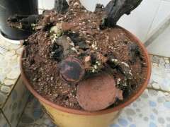 清香木下山桩买来10天还不发芽 图片