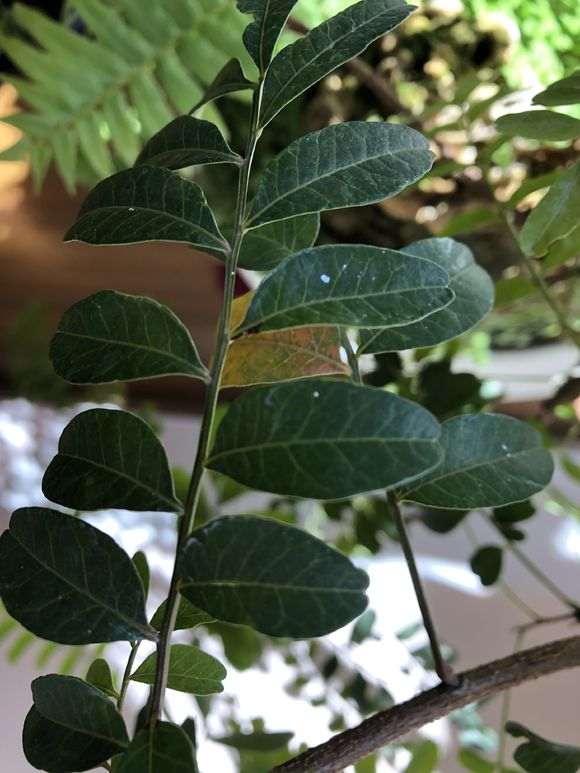 清香木下山桩有虫子 用什么杀虫剂 图片