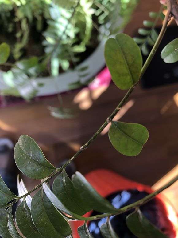 清香木下山桩有虫子 用什么杀虫剂 图片