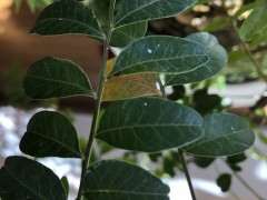 清香木下山桩有虫子 用什么杀虫剂 图片